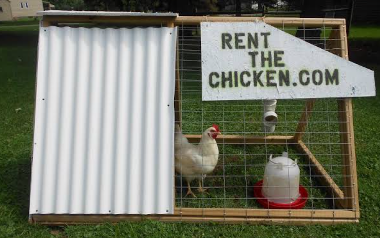 Rent a chicken